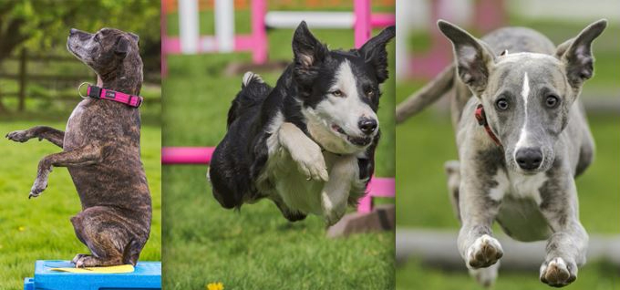 flygility – Agility ~ Flyball ~ FitPAWS